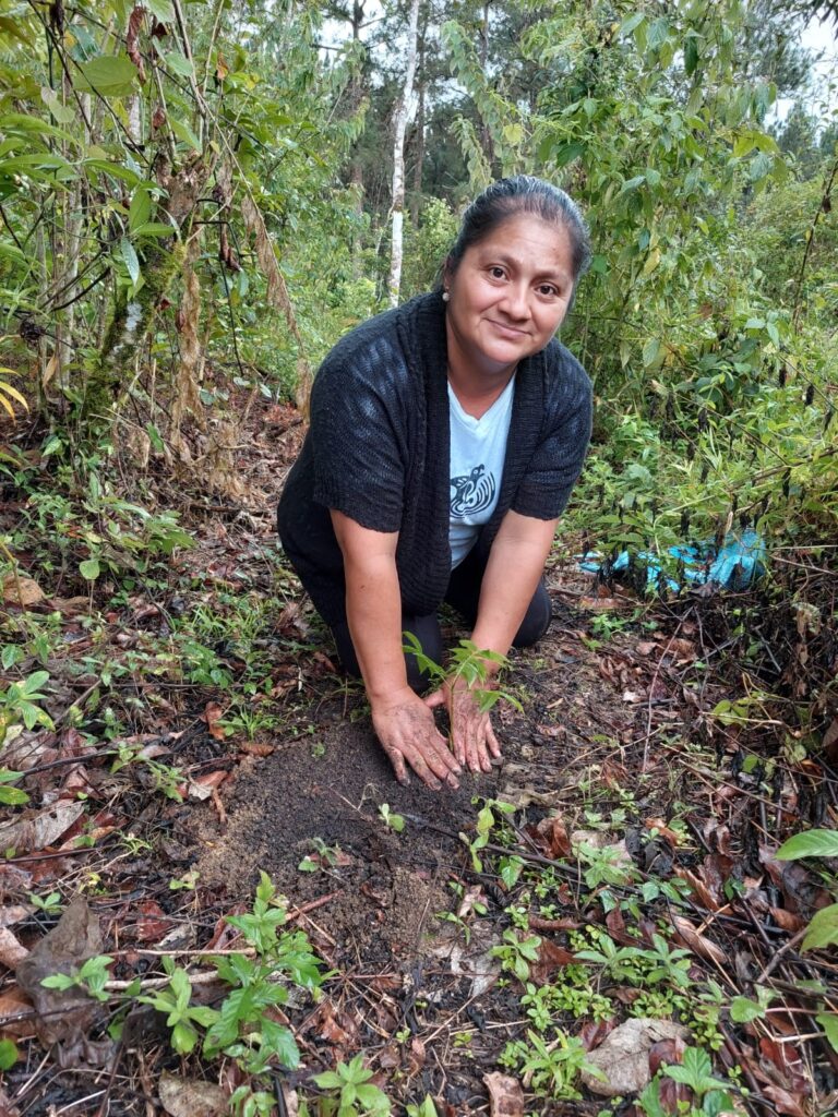 web-hosting-ecologico-progetto-riforestazione-guatemala-1