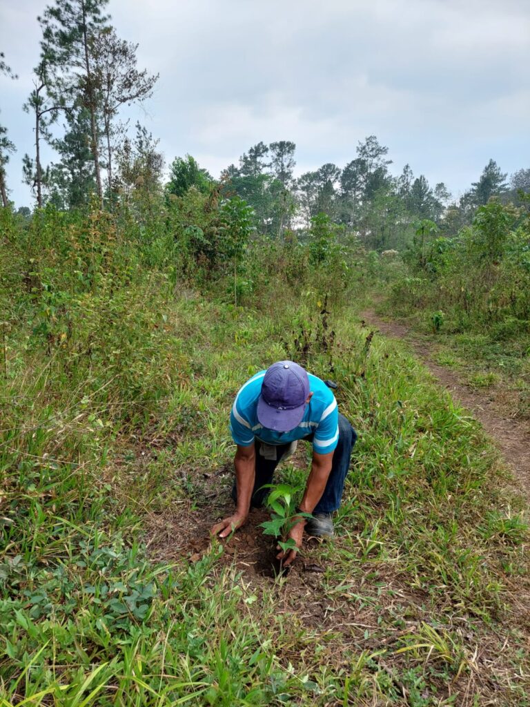 web-hosting-ecologico-progetto-riforestazione-guatemala-43