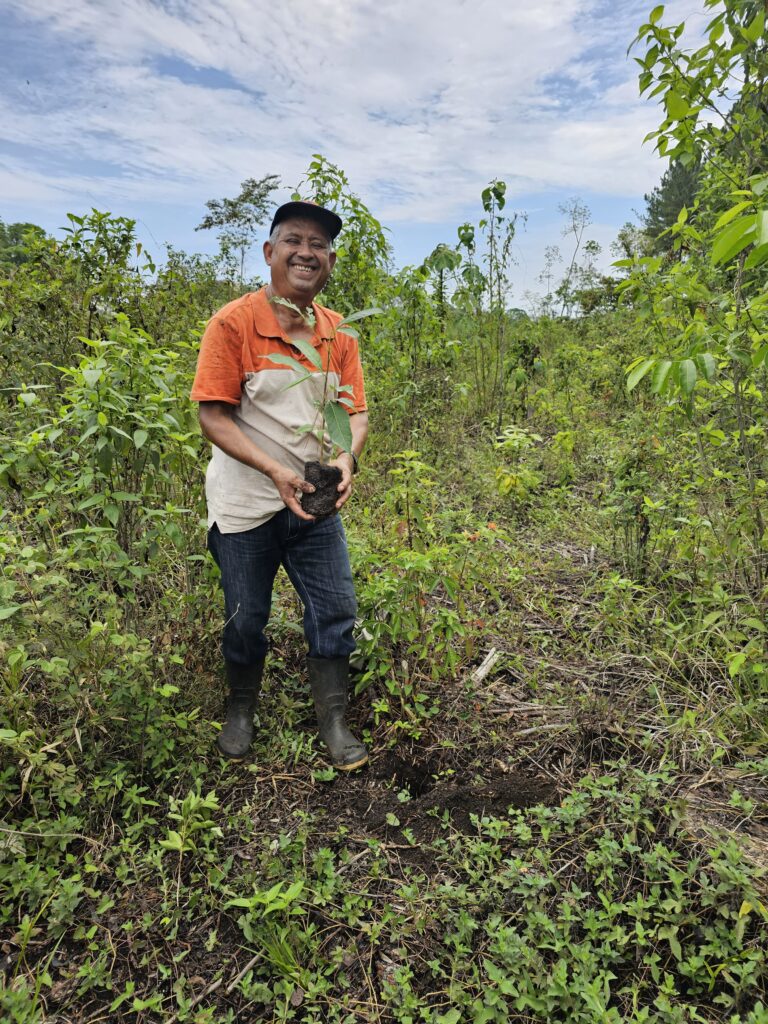 riforestazione-guatemala-4