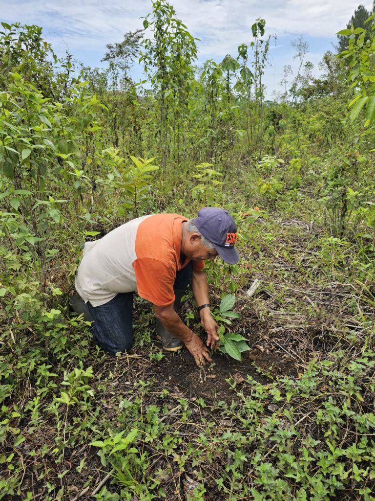 riforestazione-guatemala-6